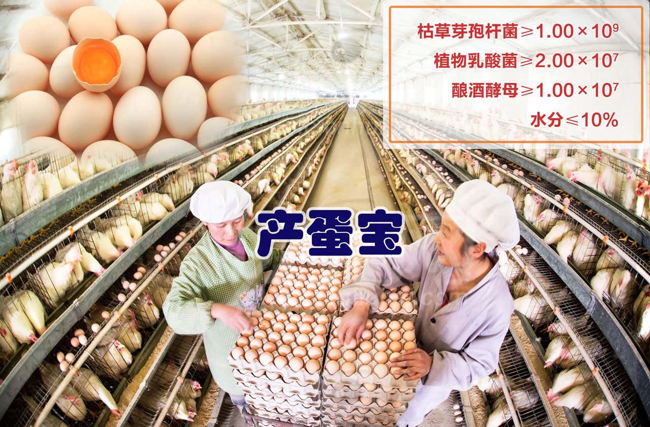 产蛋宝提高蛋鸡产量